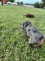 Princess, a female Miniature Dachshund for sale in Douglas, GA – 6 of 9