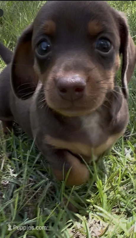 Miracle – Miniature Dachshund puppy for sale in Douglas, GA