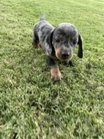 Princess, a female Miniature Dachshund for sale in Douglas, GA – 2 of 9