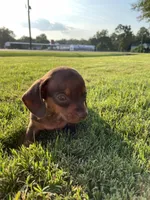 Max, a male Miniature Dachshund for sale in Douglas, GA – 9 of 10
