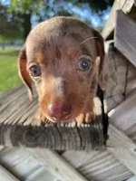 Yellow, a male Miniature Dachshund for sale in Douglas, GA – 6 of 10