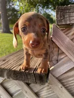 Yellow, a male Miniature Dachshund for sale in Douglas, GA – 2 of 10