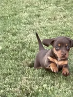 Miracle, a female Miniature Dachshund for sale in Douglas, GA – 4 of 10