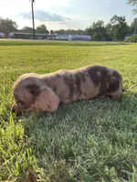 Yellow, a male Miniature Dachshund for sale in Douglas, GA – 5 of 10