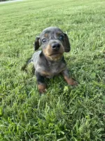Princess, a female Miniature Dachshund for sale in Douglas, GA – 5 of 9