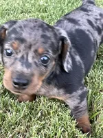 Princess, a female Miniature Dachshund for sale in Douglas, GA – 3 of 9
