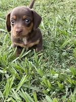 Miracle, a female Miniature Dachshund for sale in Douglas, GA – 5 of 10