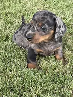 Princess, a female Miniature Dachshund for sale in Douglas, GA – 7 of 9