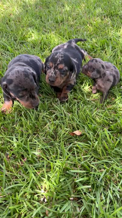 Princess, a female Miniature Dachshund for sale in Douglas, GA – 9 of 9