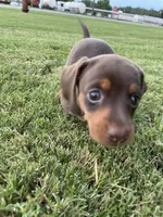Miracle, a female Miniature Dachshund for sale in Douglas, GA – 6 of 10