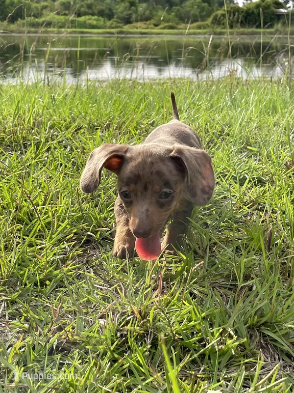 Yellow – Miniature Dachshund puppy for sale in Douglas, GA