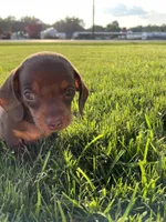 Max, a male Miniature Dachshund for sale in Douglas, GA – 4 of 10