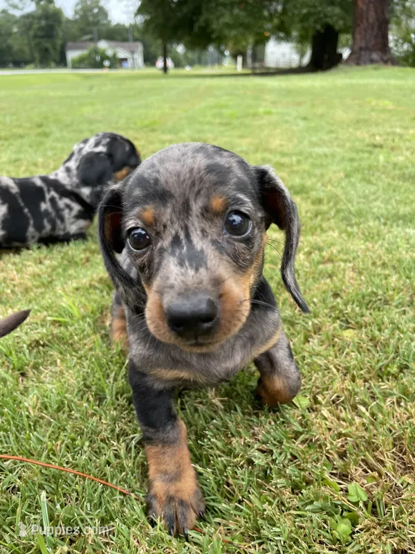 Princess – Miniature Dachshund puppy for sale in Douglas, GA