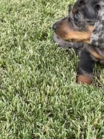 Princess, a female Miniature Dachshund for sale in Douglas, GA – 4 of 9
