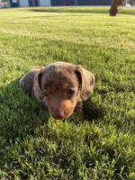 Yellow, a male Miniature Dachshund for sale in Douglas, GA – 7 of 10