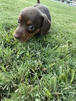 Miracle, a female Miniature Dachshund for sale in Douglas, GA – 7 of 10
