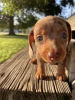 Yellow, a male Miniature Dachshund for sale in Douglas, GA – 8 of 10