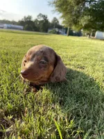 Yellow, a male Miniature Dachshund for sale in Douglas, GA – 4 of 10