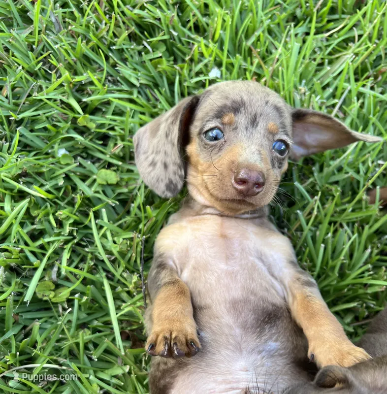 Yellow – Miniature Dachshund puppy for sale in Douglas, GA