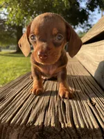 Max, a male Miniature Dachshund for sale in Douglas, GA – 1 of 10