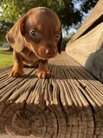 Max, a male Miniature Dachshund for sale in Douglas, GA – 5 of 10