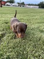 Miracle, a female Miniature Dachshund for sale in Douglas, GA – 8 of 10