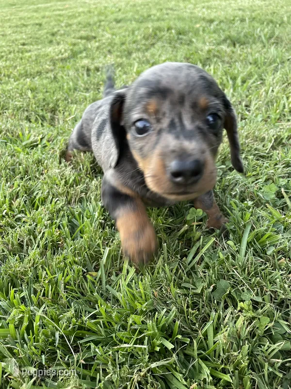 Princess – Miniature Dachshund puppy for sale in Douglas, GA