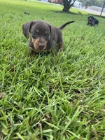 Miracle, a female Miniature Dachshund for sale in Douglas, GA – 9 of 10