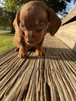 Max, a male Miniature Dachshund for sale in Douglas, GA – 6 of 10