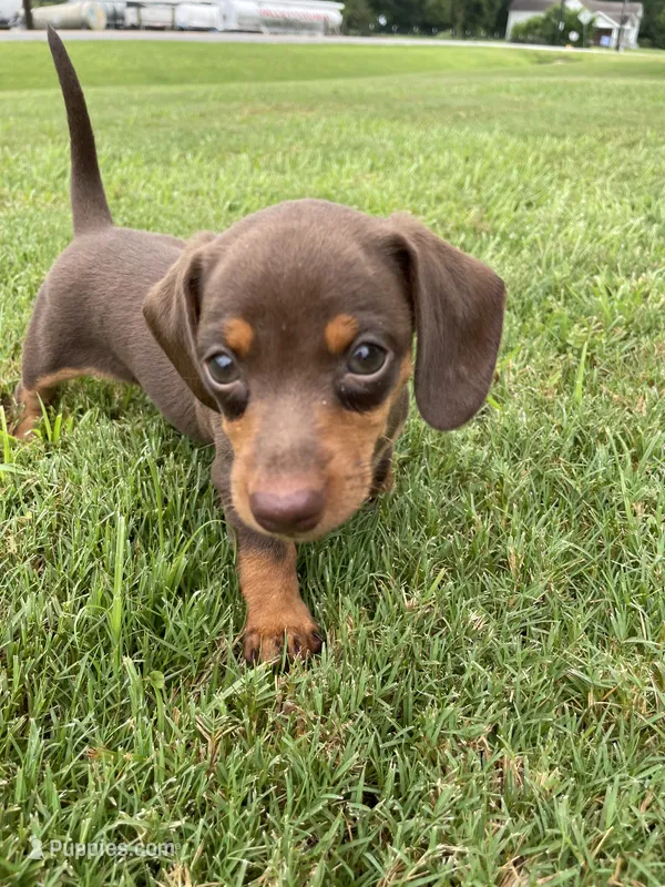 Miracle – Miniature Dachshund puppy for sale in Douglas, GA