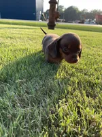 Max, a male Miniature Dachshund for sale in Douglas, GA – 8 of 10