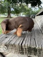 Miracle, a female Miniature Dachshund for sale in Douglas, GA – 3 of 10