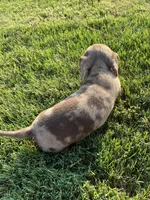 Yellow, a male Miniature Dachshund for sale in Douglas, GA – 9 of 10