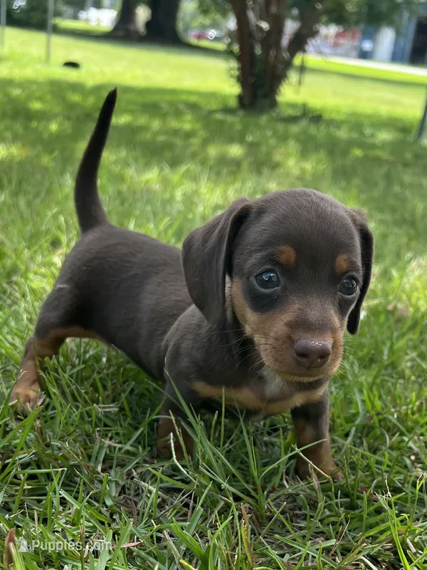 Miracle – Miniature Dachshund puppy for sale in Douglas, GA