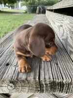Miracle, a female Miniature Dachshund for sale in Douglas, GA – 2 of 10