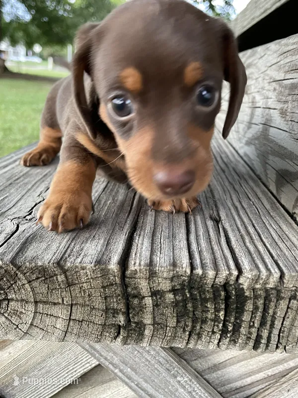 Miracle – Miniature Dachshund puppy for sale in Douglas, GA
