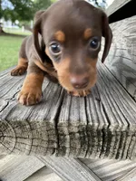 Miracle, a female Miniature Dachshund for sale in Douglas, GA – 1 of 10