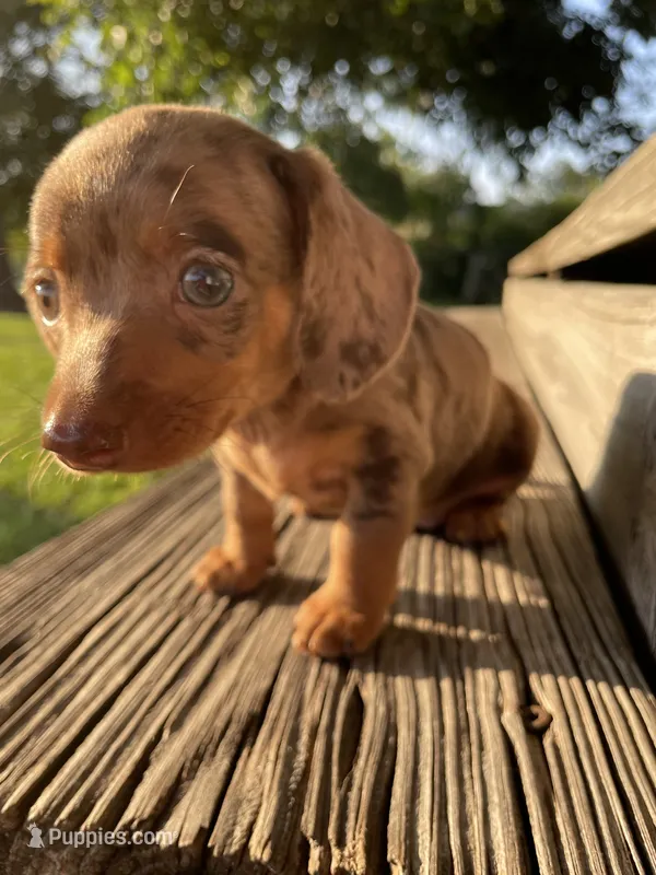 Yellow – Miniature Dachshund puppy for sale in Douglas, GA