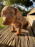 Yellow, a male Miniature Dachshund for sale in Douglas, GA – 1 of 10