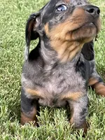 Princess, a female Miniature Dachshund for sale in Douglas, GA – 8 of 9