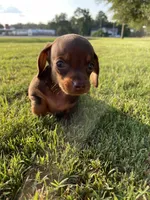 Max, a male Miniature Dachshund for sale in Douglas, GA – 10 of 10