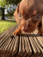 Max, a male Miniature Dachshund for sale in Douglas, GA – 7 of 10