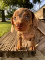 Yellow, a male Miniature Dachshund for sale in Douglas, GA – 3 of 10