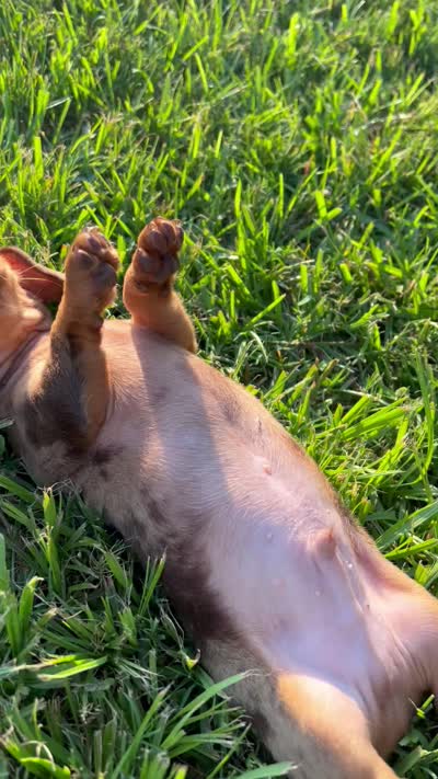 Yellow, a male Miniature Dachshund for sale in Douglas, GA – 10 of 10