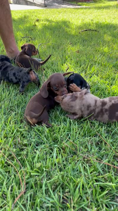 Miracle, a female Miniature Dachshund for sale in Douglas, GA – 10 of 10