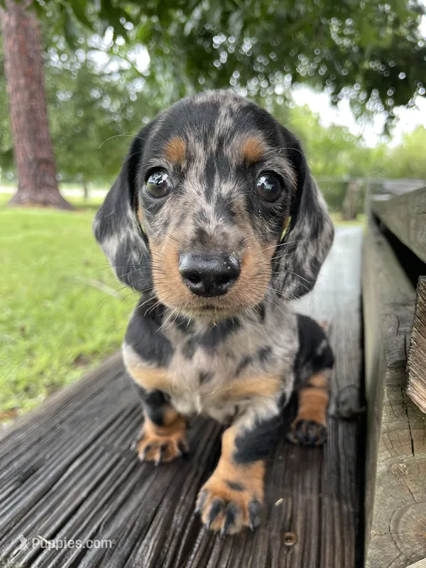 Hoss – Miniature Dachshund puppy for sale in Douglas, GA