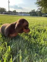 Max, a male Miniature Dachshund for sale in Douglas, GA – 3 of 10