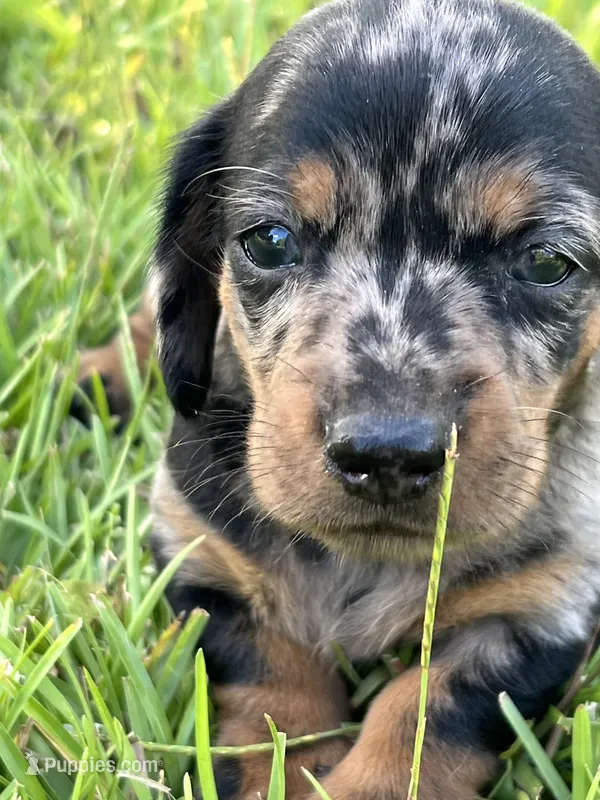 Hoss – Miniature Dachshund puppy for sale in Douglas, GA