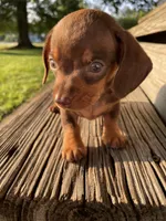 Max, a male Miniature Dachshund for sale in Douglas, GA – 2 of 10