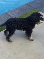 Blue, a female Cavapoo and Poodle - Miniature  for sale in Long Beach, CA – 2 of 3